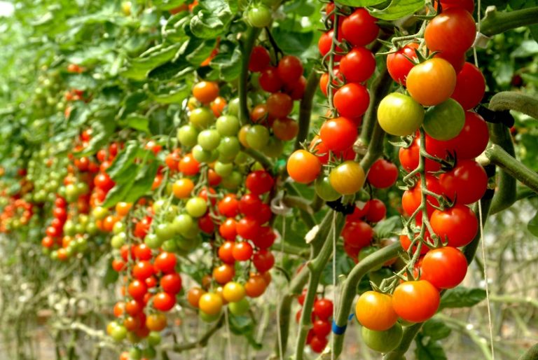 The Pachino IGP tomato | Visit Sicily official page